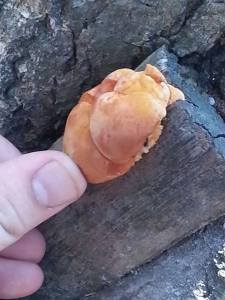 10543612_10203336829760463_8315944460391199759_n