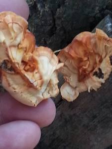 994107_10203336830200474_6275782519023519915_n