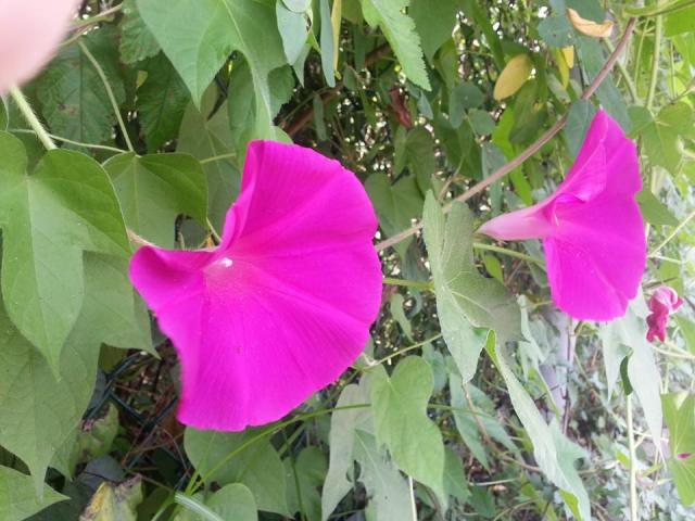 10511259_10203582109612306_1172929875181424596_n