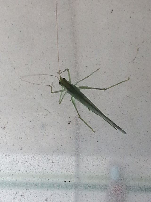 10590569_10203582108492278_1285212714821556147_n