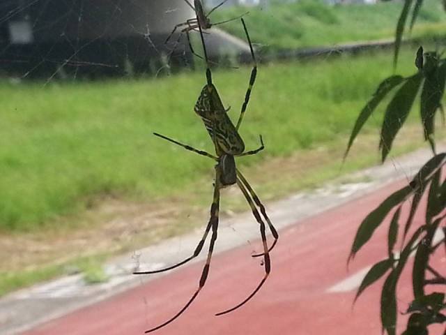 10599583_10203582106412226_8906146102494910518_n