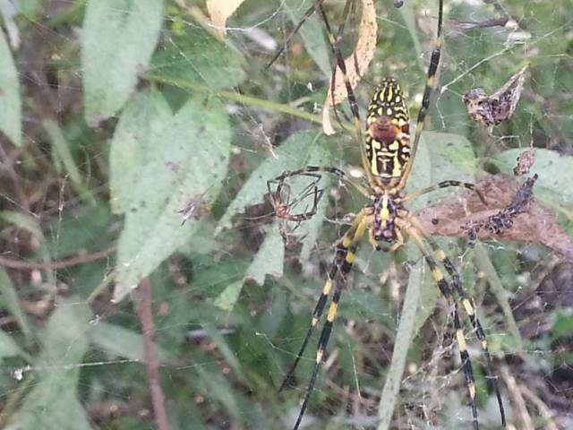 10612543_10203582106572230_3317076877429502235_n