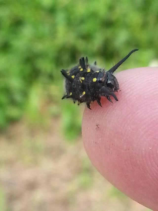 10614366_10203582107412251_1220595168714528707_n