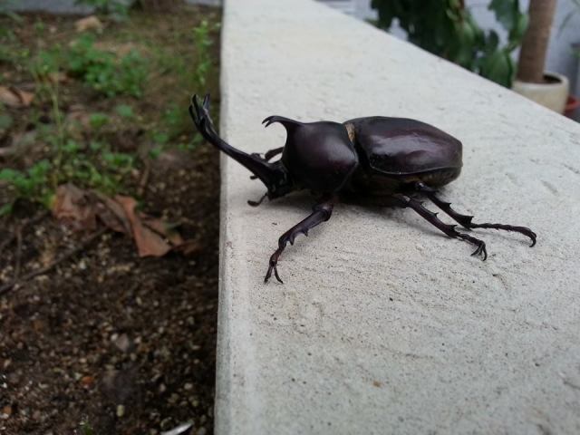 10629719_10203617861106071_1340231465418512254_n