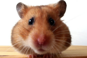 070521_hamster_02
