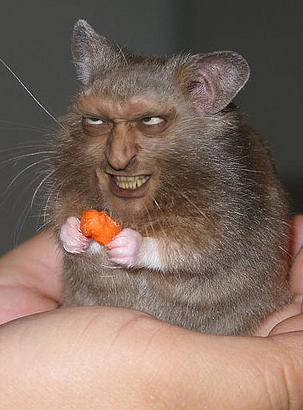 evil-hamster